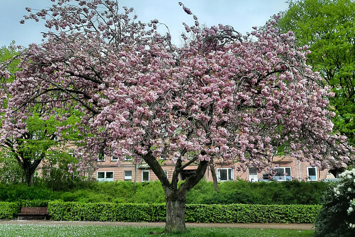 Østre Anlæg Park Kopenhagen