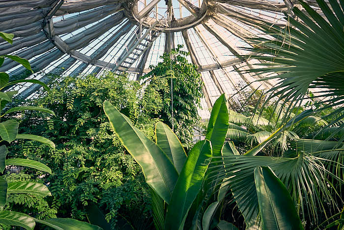 Palmehuset Botanisk Have Kopenhagen