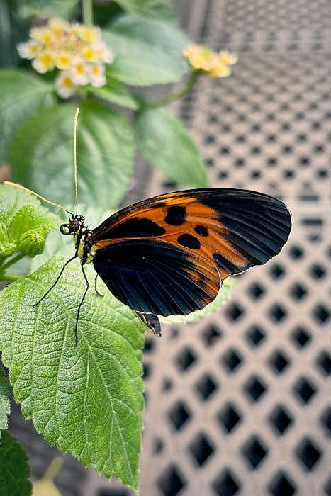 Palmenhaus Schmetterling