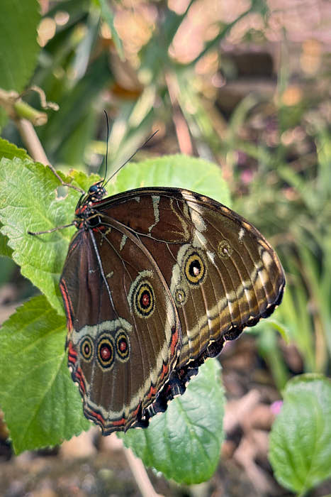 Palmenhaus Botanischer Garten Schmetterling