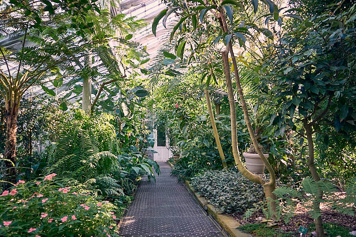 Palmenhaus Botanischer Garten