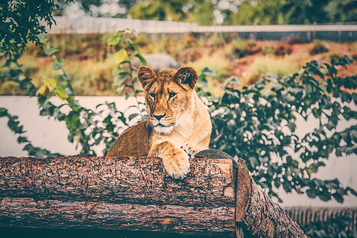 Impression Zoo Kopenhagen