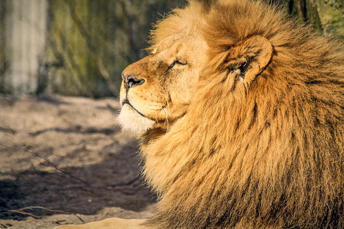 Löwe im Zoo Kopenhagen