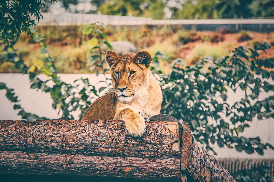 Zoo Kopenhagen