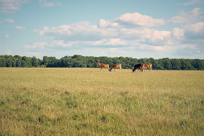 Jagersborg Dyrehave Hirsche